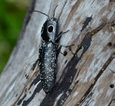 Bed bugs are not generally black. What Is This Big Black And White Bug With The Huge Eye Spots Natural Crooks Ramblings