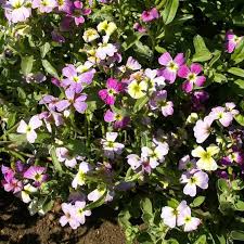 Image result for Malcolmia maritima