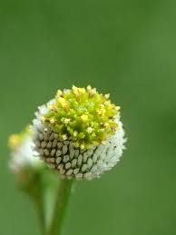 Image result for Dichrocephala