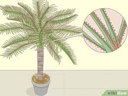 This causes dehydration and death in younger. 2 Easy Ways To Identify Palm Trees With Pictures