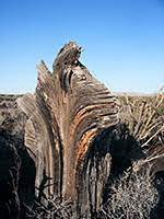 Firefighters in new mexico, arizona and california are battling springtime blazes that have been fueled by a severe drought and boosted by climate santa clarita valley signal. Valley Of Fires Recreation Area Carrizozo New Mexico