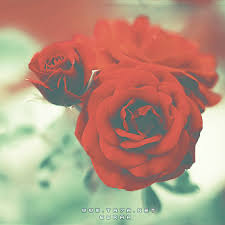 اجمل وردة عيد الحب 2016 احلى ورده في عيد الحب valentines flowers plants