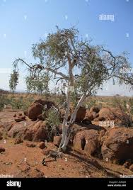 Image result for Boscia albitrunca