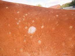 How To Recognise Ringworm Horse And Rider