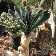 Image result for Boophone