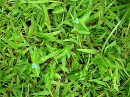 Image result for Commelina nigritana