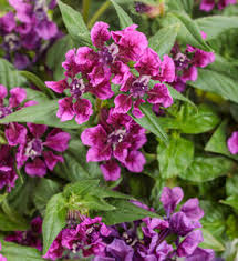 Image result for Cyanotis caespitosa