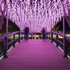 Ashikaga Flower Park Ashikaga White Flowers Japanese Garden