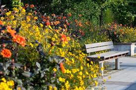 Discover the best small flowering shrubs for your home with our guide. Read Rhs Articles About Our Beautiful Gardens In Late Summer Rhs Gardening