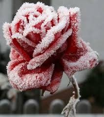 Scegliete un suolo ricco, fresco e ben drenato e possibilmente non molto soleggiato. Winter Iced Rose Bellissimi Fiori Fiori Piante