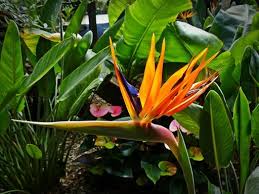 Image result for Strelitzia caudata