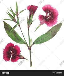 Pressed and dried flowers geranium pratense, isolated on white background. Pressed Dried Flowers Image Photo Free Trial Bigstock