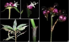 Image result for Tradescantia zanonia