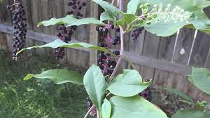 Pokeweed (phytolacca americana) is a poisonous plant native to the southeastern u.s. Explain To Me Pokeweed Feast