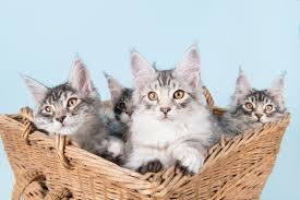 Maine coon cats and kittens are available from reputable cfa breeders in most areas in the u.s., canada, and overseas, however, the transportation of cats/kittens to new homes depends on the individual breeder's practices. Maine Coon Kittens For Sale In The Uk 2021 Breeders List Excited Cats