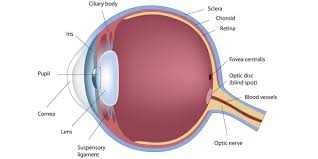 Goz Anatomisi Insan Gozunun Optik Sistemi Ozgur Optik