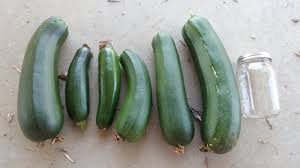 Sunny little crookneck and buttery gold, pastel green or deep green scallop squashes and yellow straightnecks complete the summer squash selection. Growing Organic Squash From Seed To Harvest Mary S Heirloom Seeds