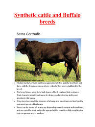 Maybe you would like to learn more about one of these? 12 42 Ynthetic Cattle And Buffalo Breeds Cattle Bovidae