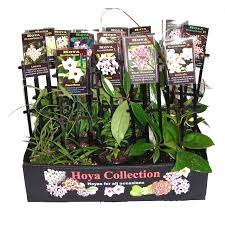 Find 80mm Assorted Hoya At Bunnings Warehouse Visit Your Local Store For The Widest Range Of Garden Products Assorted Range Wide
