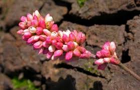 Image result for Persicaria hystricula