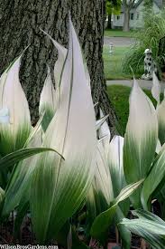 Image result for Aspidistra