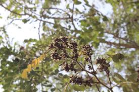 Image result for Julbernardia paniculata