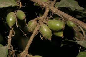 Image result for Cremaspora triflora