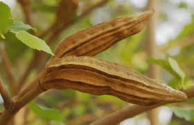 Image result for Glyphaea tomentosa