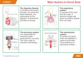 Learnhive Cbse Grade 5 Science Human Body Lessons