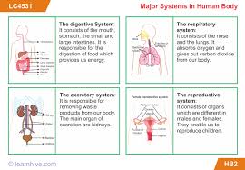 learnhive cbse grade 5 science human body lessons