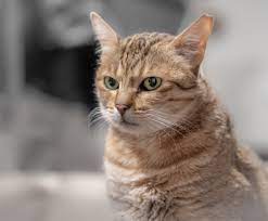 The arabian mau is considered a serious and highly inquisitive breed, and is not fussy when it comes to food. Lyuzd3hzju9dtm