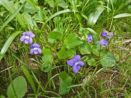 1, depicts one of o'keeffe's favorite subjects: Controlling Wild Violet Weeds In The Lawn