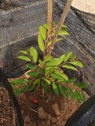 2.433/kg biji kering dengan produksi biji kering 2400 meskipun jarak pagar memiliki potensi yang baik dalam mendukung energi terbarukan, namun. Anggaran Kos Tanam Musang King Untuk 1 Ekar 43 560 Kps Potensi Income Semusim Rentas Asia