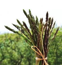 Wild Asparagus in Sardinia: A Treasure of Nature