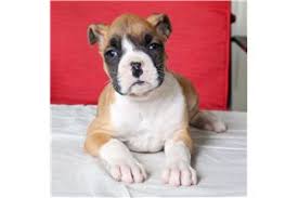 Hide this posting restore restore this posting. Boxer Puppies For Sale In Texas Craigslist