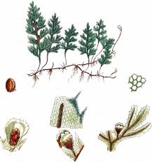 Image result for Hymenophyllum triangulare
