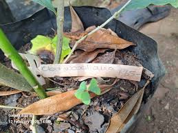 Image result for Craibia zimmermannii