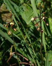 Image result for Eulophia tenella