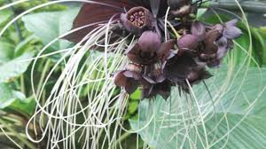 Check spelling or type a new query. Bat Flower Tacca Chantrieri Profile Rayagarden