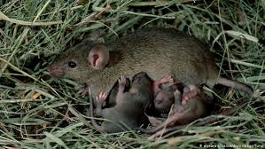 Für mäuse unangenehme gerüche sind zb. Warum Mause Ihre Babys Mit Der Besten Freundin Grossziehen Wissen Umwelt Dw 25 09 2018