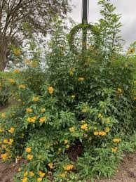 According to the tennessee encyclopedia of history and culture, the state grows some 3,000 species of wildflowers, which are classified by botanists as either monocots or dicots. Best Variety Performers From The University Of Tennessee Gardens Greenhouse Grower