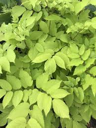 Image result for Rogiera cordata