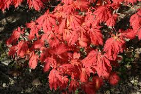 Der japanische ahorn, acer japonicum, stammt aus den bergen japans und ist eigentlich in deutschland weniger verbreitet. Japanischer Ahorn Aconitifolium Acer Japonicum Aconitifolium Hauenstein Ag