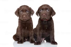 The cheapest offer starts at £100. Chocolate Labrador Puppies Stock Photo