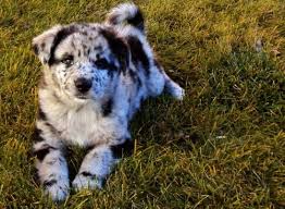 Compare blue heeler and catahoula leopard dog and {name3}. Blue Merle Australian Shepard Catahoula Blue Heeler No One Really Seems 100 Sure On This One Super Cute Animals Cute Animals Cute Dogs
