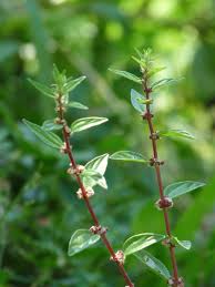 Image result for Pouzolzia guineensis