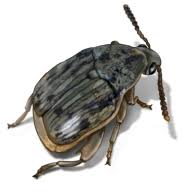 They can get into food storage through bought grains or flour products and feed on your food stockpile, slowly lowering its quality. Weevil Control Learn How To Get Rid Of Weevil Bugs