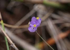 Image result for Burmannia