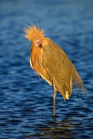 Birds That Sing At Night In Florida Reddish Egret Merritt Island Florida With Images Birds Beautiful Birds Merritt Island