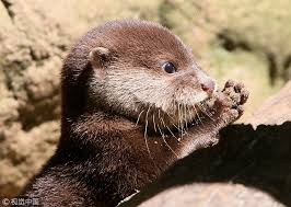 Check spelling or type a new query. Asian Small Clawed Otter Smallest But Not Least Cgtn